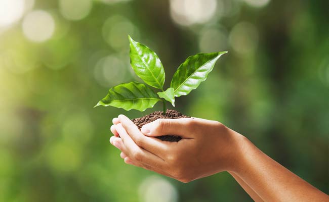 Hand holding a seedling